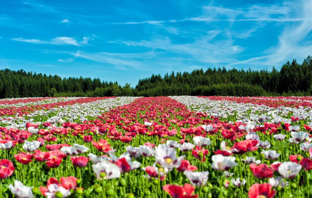 poppy-63755_1920